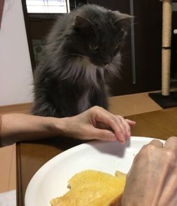 コンサルハウスキャッツ顧問