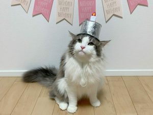 猫のハク