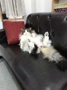 コンサルハウスキャッツ顧問