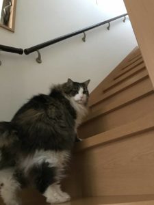 コンサルハウスキャッツ顧問