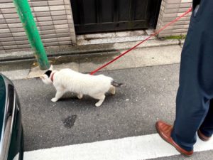 猫の次郎長お散歩