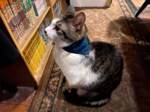 猫の石松