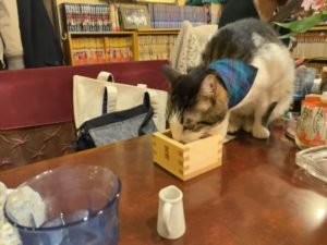 猫の石松