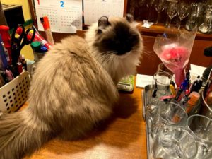 看板猫王女ちゃん