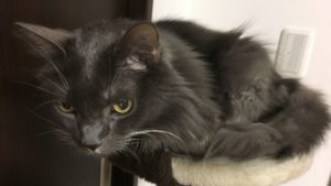 猫のゴエモン