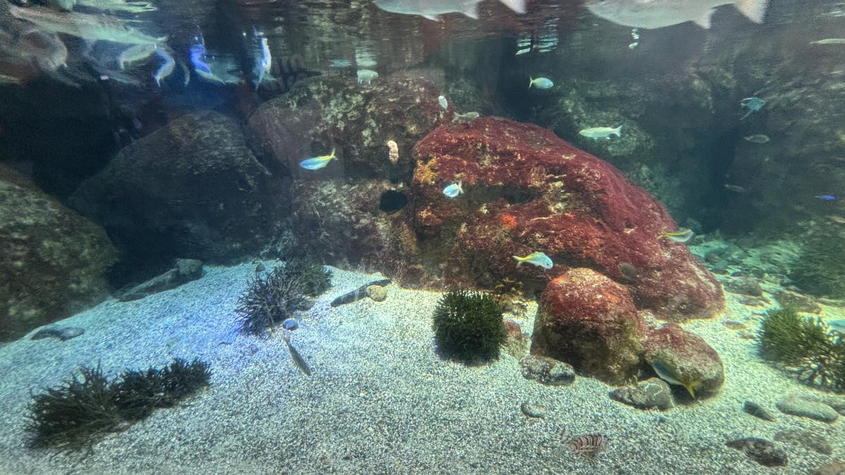 新江ノ島水族館