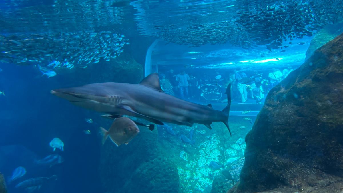 新江ノ島水族館