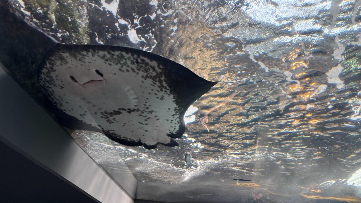 新江ノ島水族館