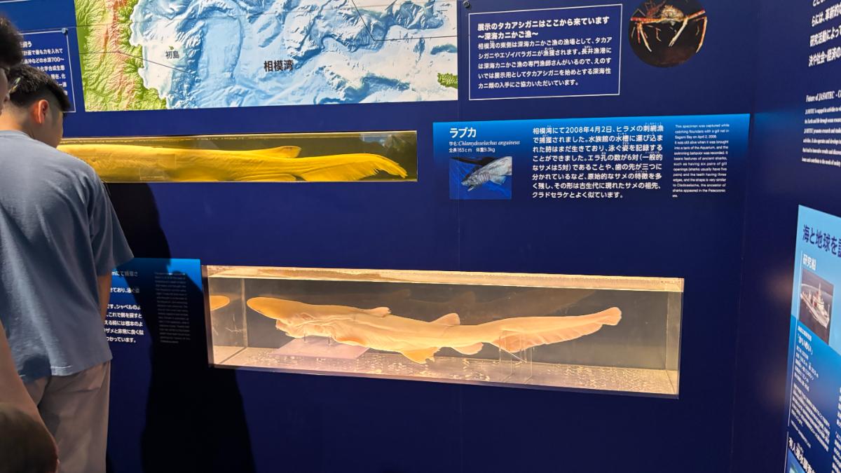 新江ノ島水族館